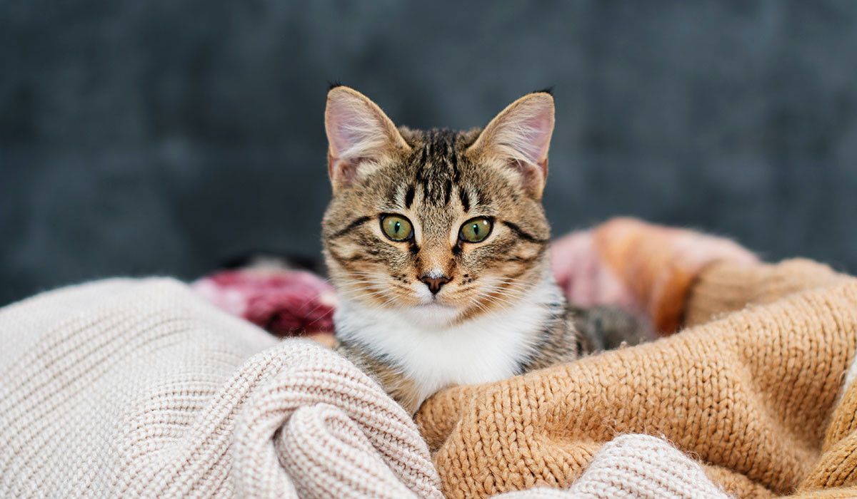 charming-tabby-cat-in-a-cozy-setting