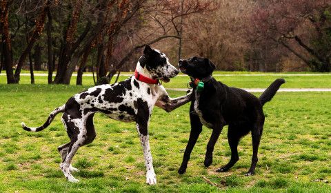 Keep Your Pet Safe This Spring and Summer: Flea, Tick, and Heartworm Prevention Tips