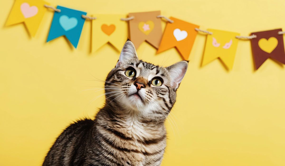 international-cat-day-striped-feline-health