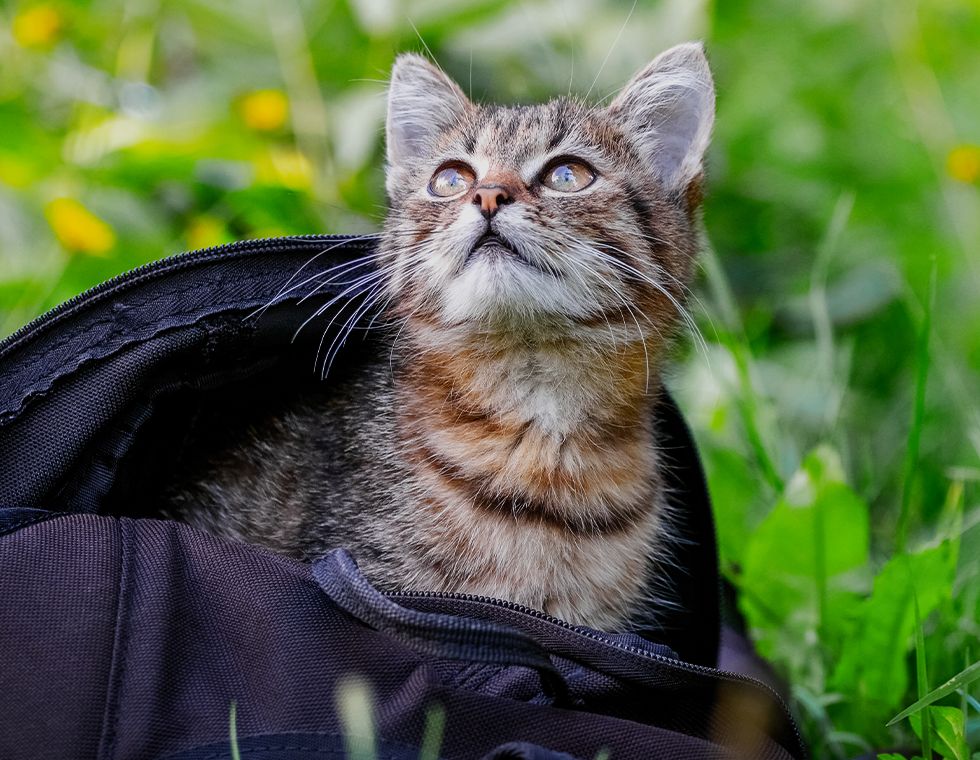 small striped kitten sits backpack kitten looks out backpack
