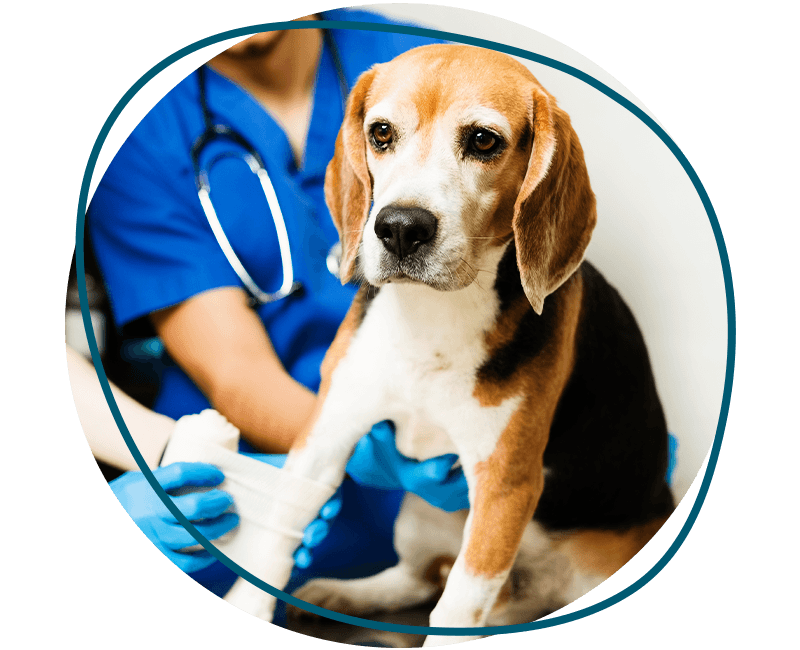 vet bandaging the leg of a beagle dog