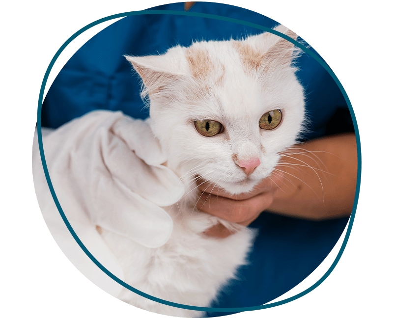 white cat at the vet