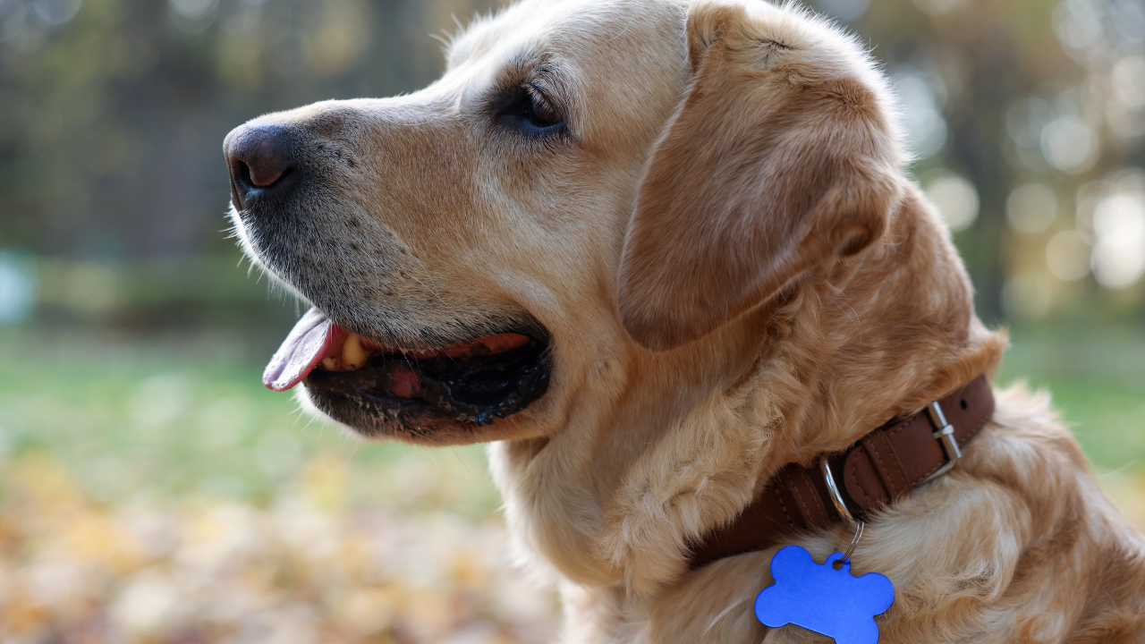 Dog wearing a rabies vaccination tag Dog wearing a rabies vaccination tag