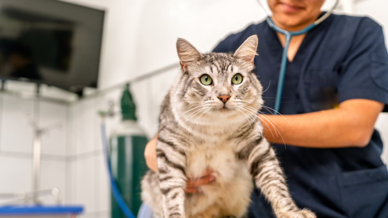Kitten receiving a wellness exam before vaccination Kitten receiving a wellness exam before vaccination