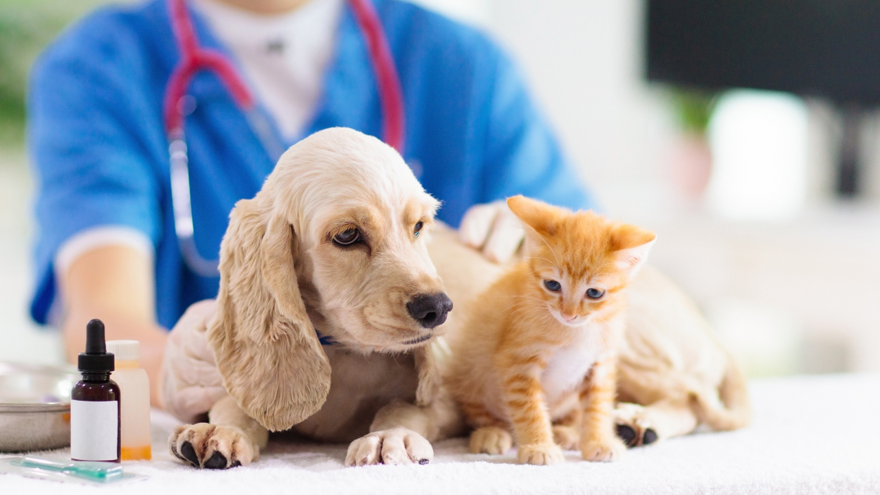 Puppy and kitten at a Charlotte NC veterinary clinic for vaccinations