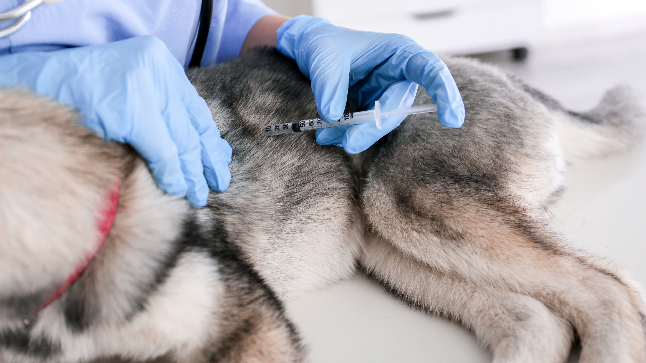 Veterinarian giving a puppy a core vaccine