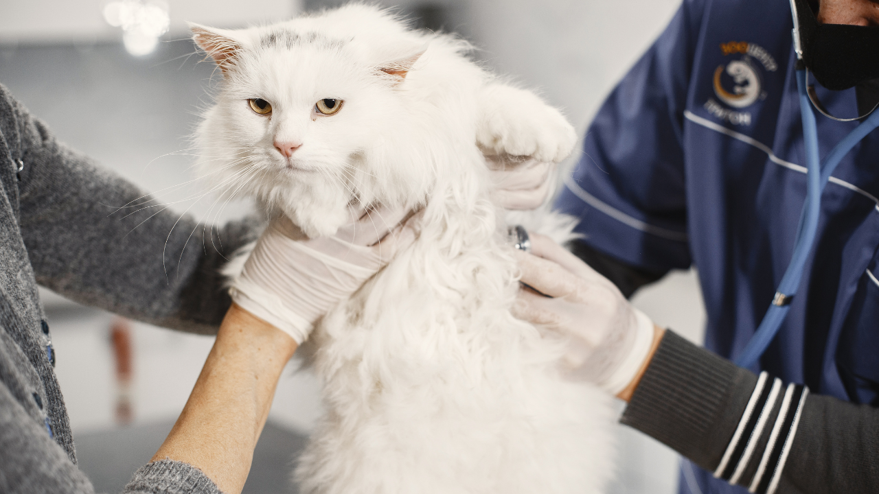 13 Veterinary team monitoring a cat during spay surgery at a Charlotte animal hospital