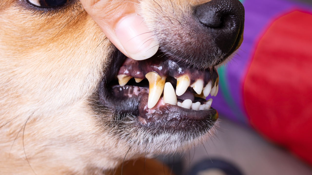 Dog teeth with tartar buildup and red gums showing signs of dental disease Dog teeth with tartar buildup and red gums showing signs of dental disease