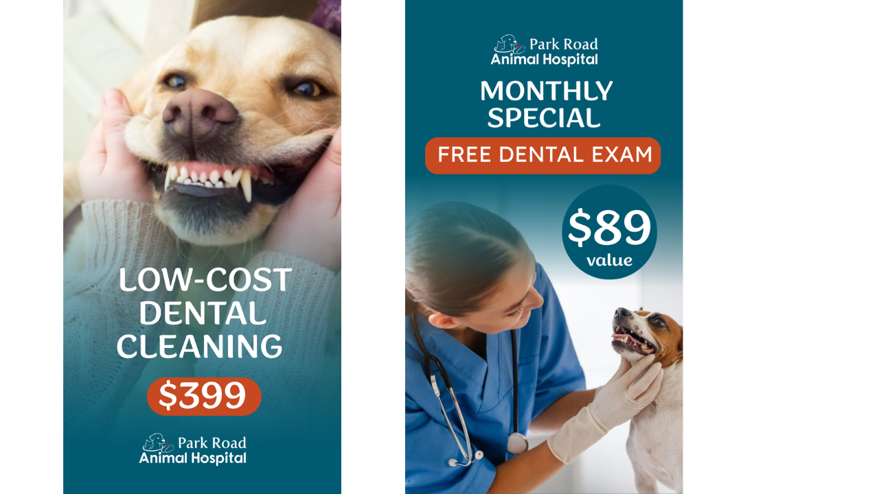 Free pet dental exam and low-cost dental cleaning special in Charlotte NC Free pet dental exam and low-cost dental cleaning special in Charlotte NC