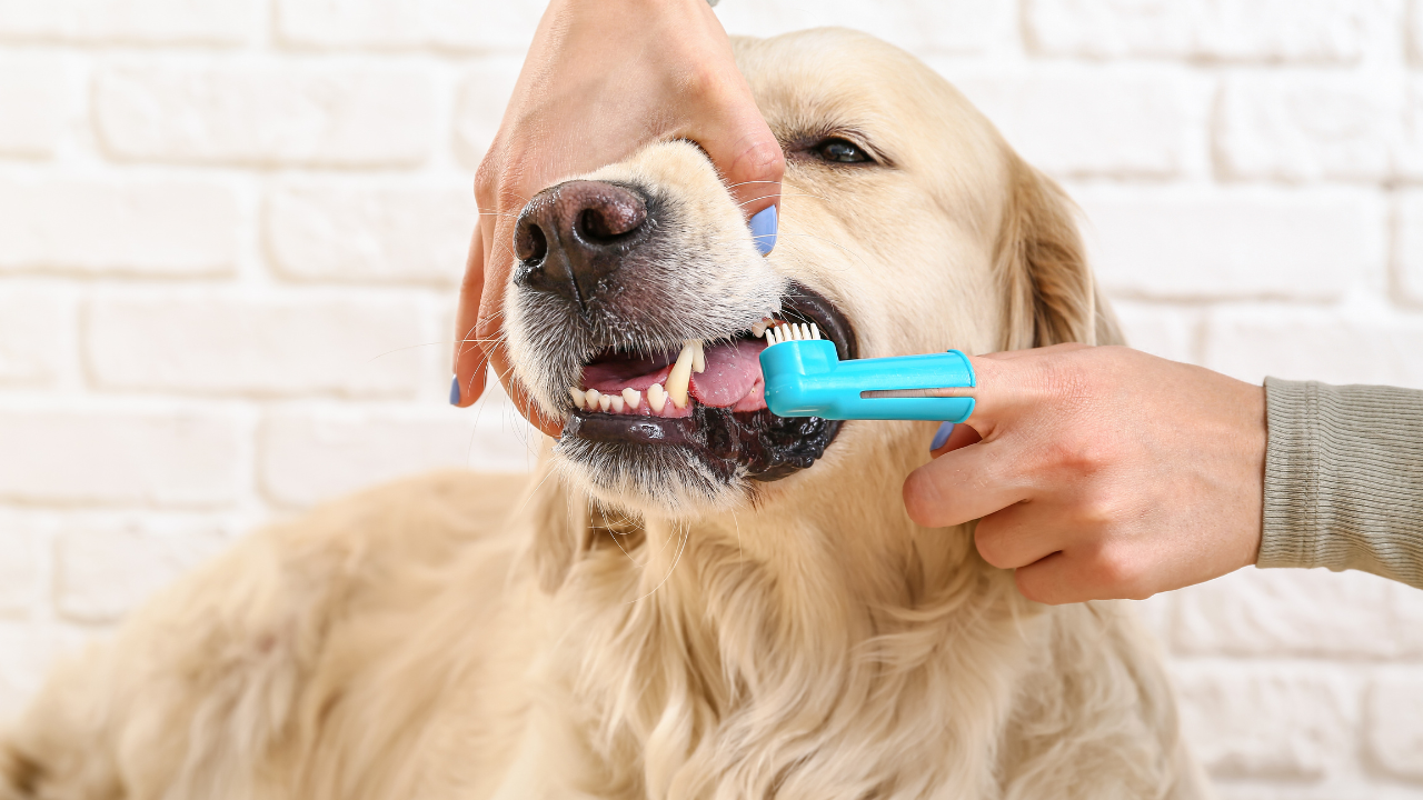 Pet parent brushing a dog’s teeth to prevent dental disease