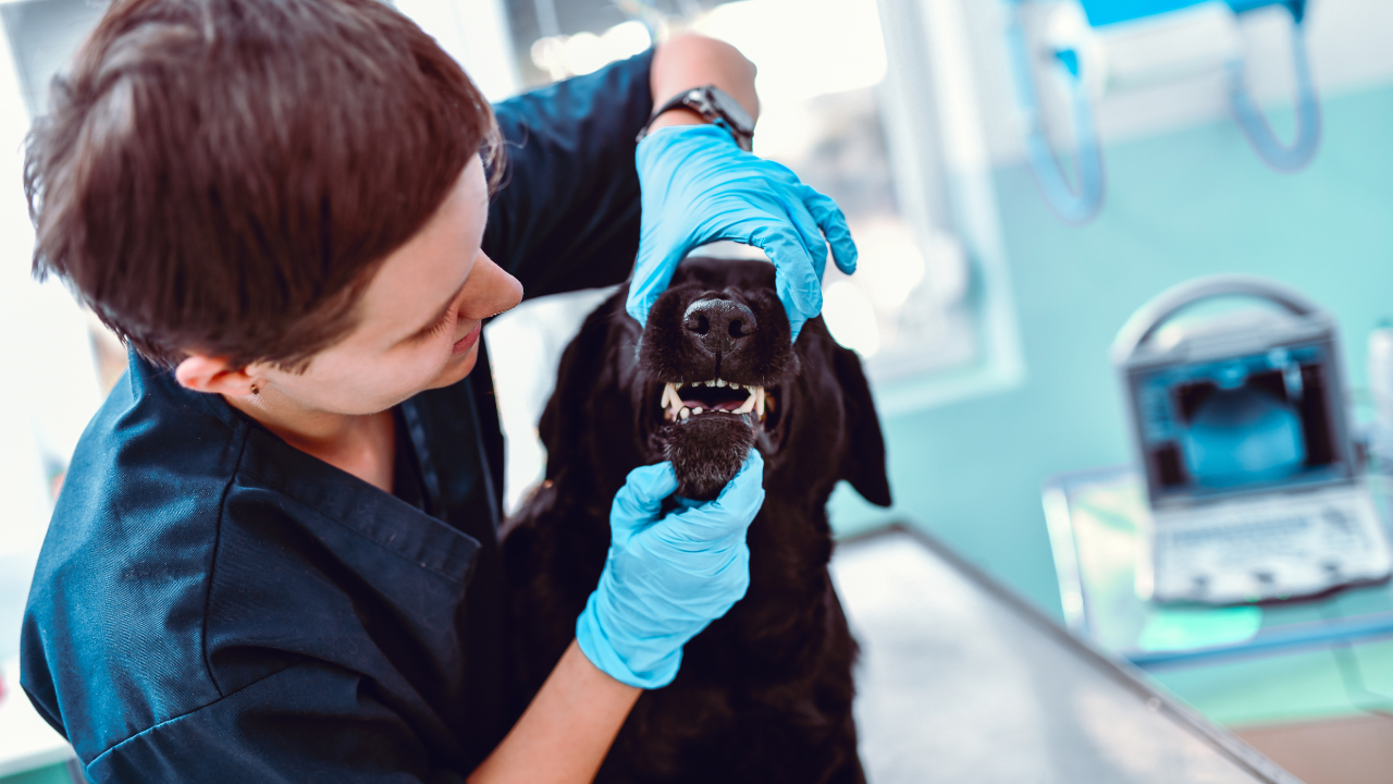 Professional pet dental cleaning at Charlotte animal hospital Professional pet dental cleaning at a Charlotte animal hospital