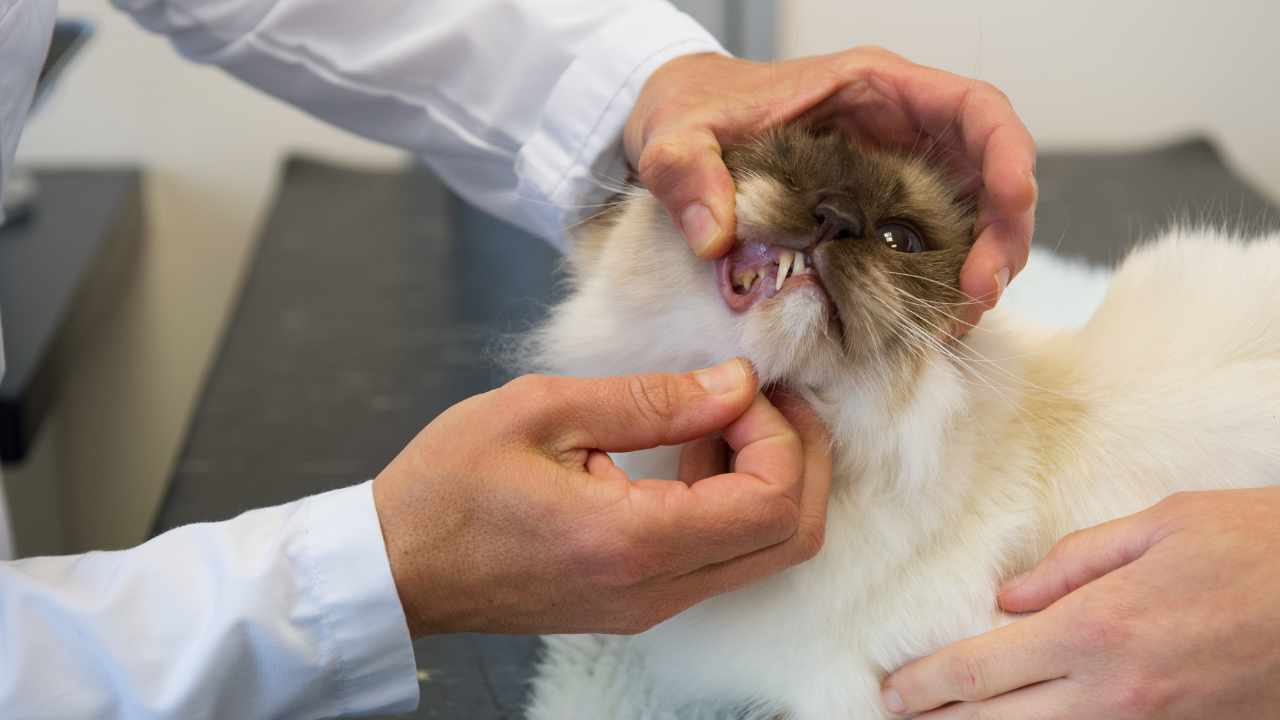 Veterinarian checking a cat’s teeth for signs of dental disease Veterinarian checking a cat's teeth for signs of dental disease