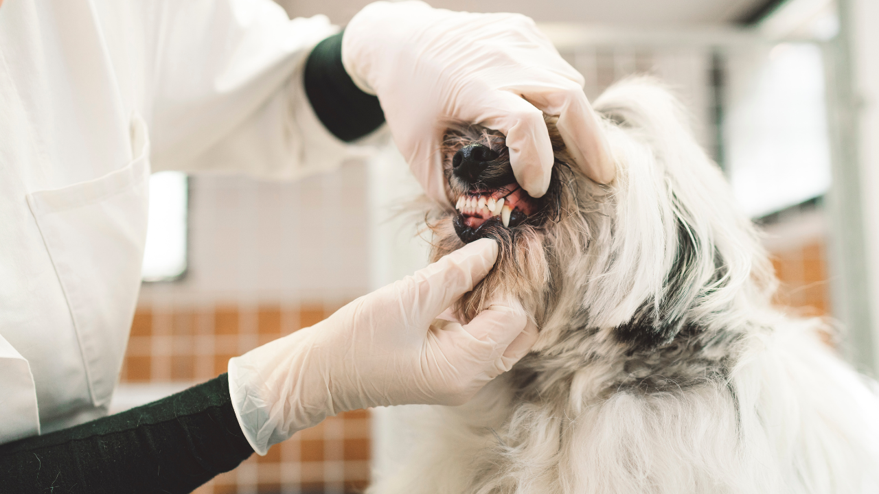 Veterinarian checking a dog’s teeth during a dental exam in Charlotte NC