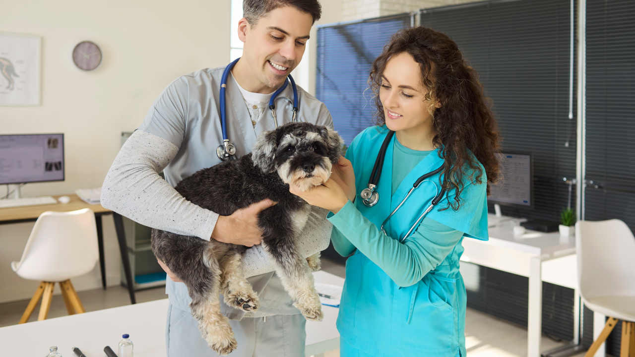 Veterinary team monitoring a cat during spay surgery at a Charlotte animal hospital Veterinarian holding a puppy during a consultation